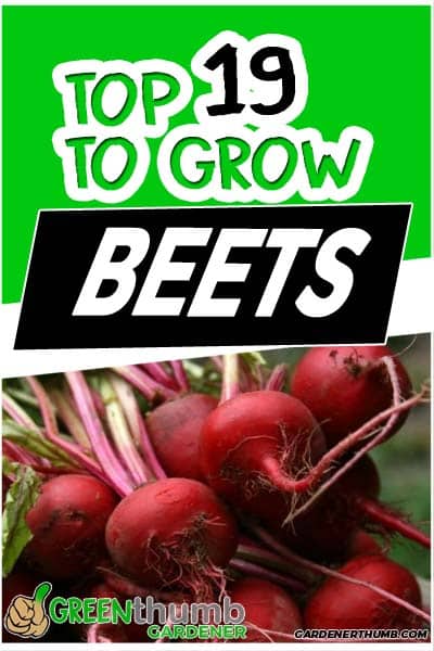 beet varieties