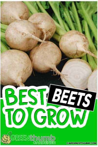 beet varieties