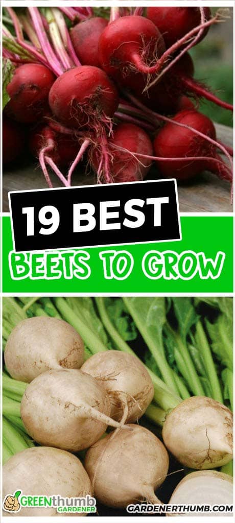 beet varieties