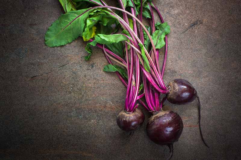 Best Types of Beets To Plant In Your Garden