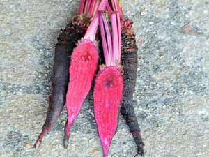 crapaudine beet