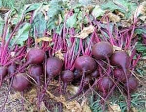 crosby egyptian beets