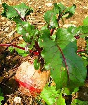 giant red beet