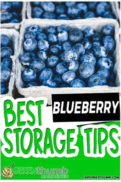 how long do blueberries last