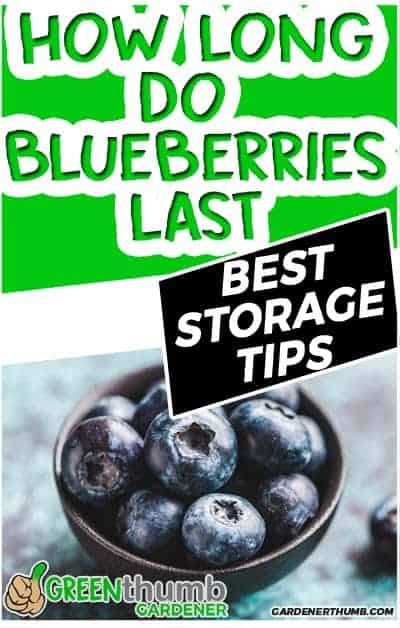 how long do blueberries last