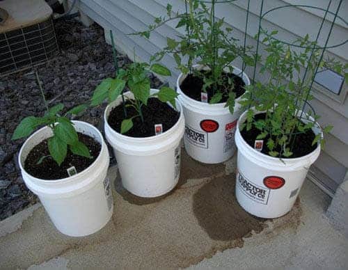 5 Gallon Bucket Garden | Simple & Cheap Way To Grow Vegetables