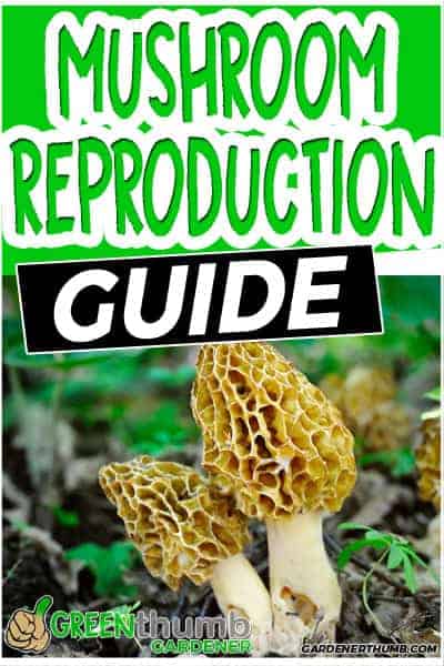 how do mushrooms reproduce
