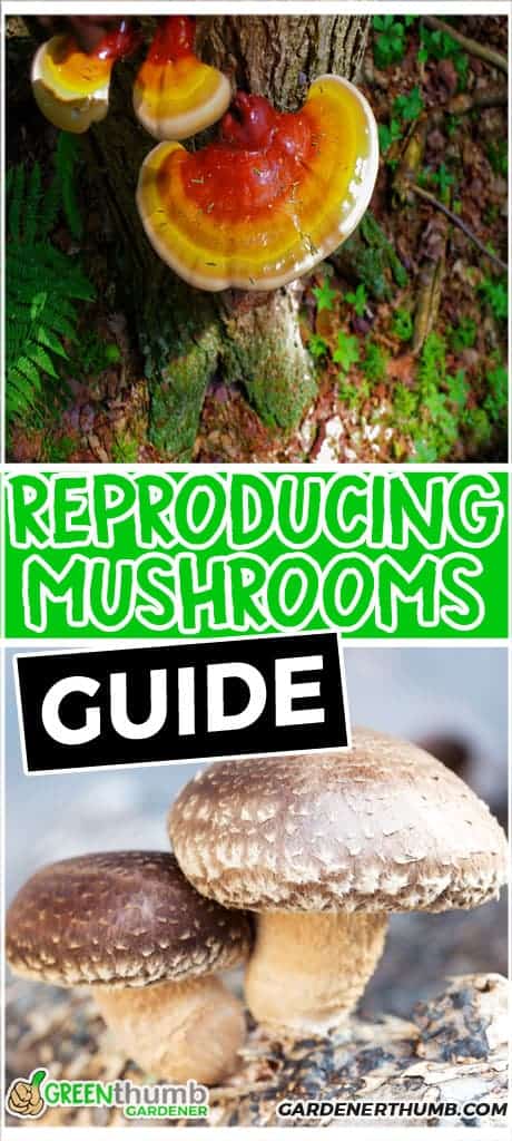 how do mushrooms reproduce