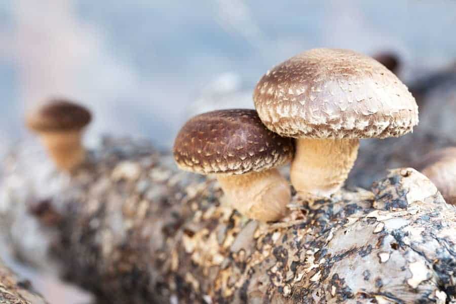 How Do Mushrooms Reproduce | Grow Them Today