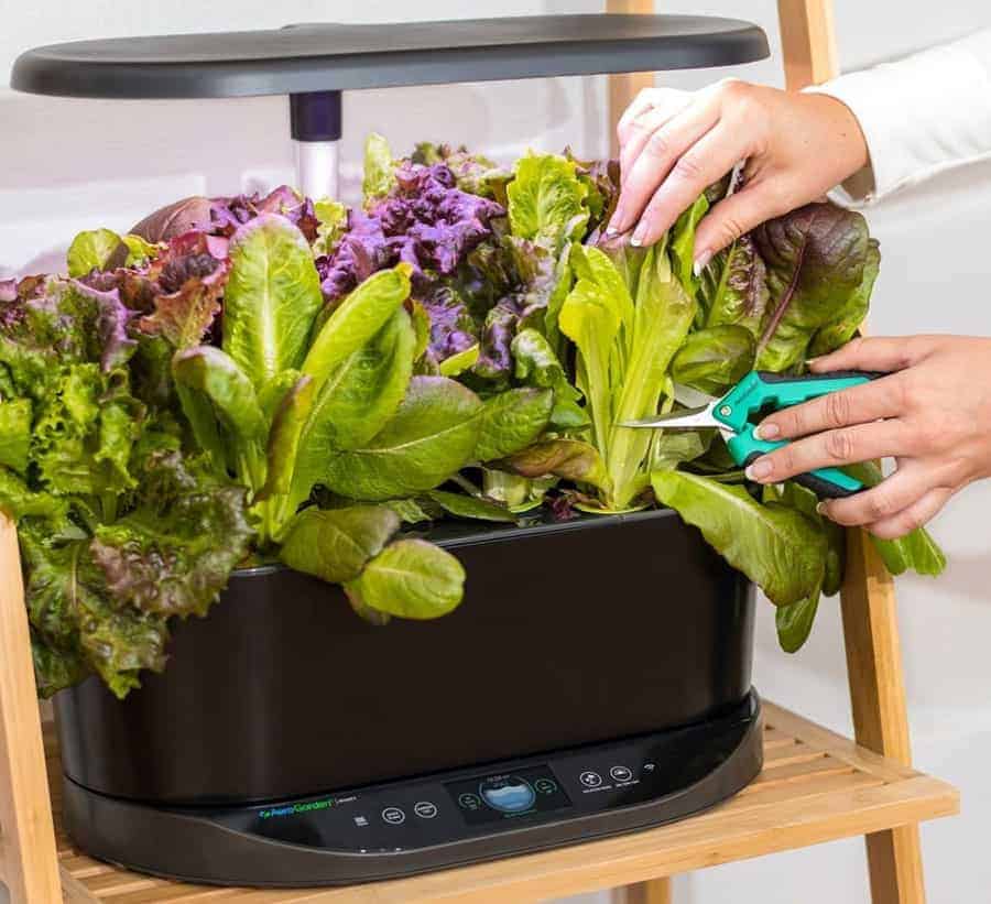 Best AeroGarden Review & Guide | 2020 Edition