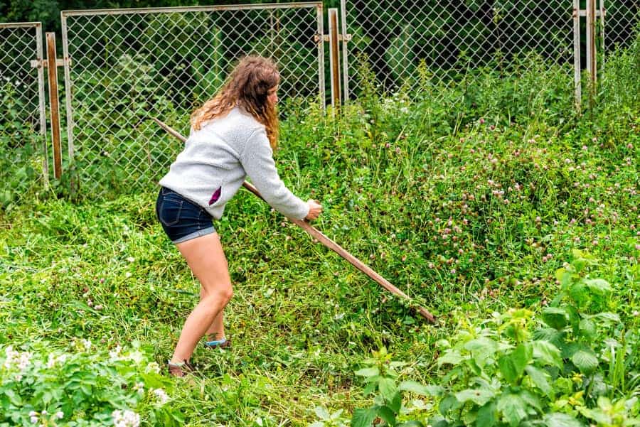 Best Grass Whip To Clear Weeds Fast