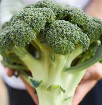 broccoli