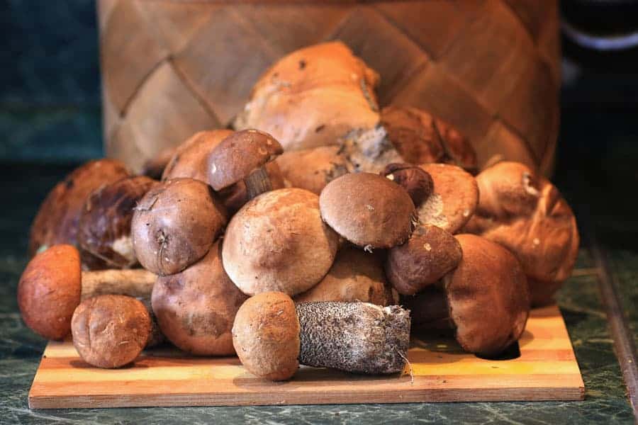Growing Edible Mushrooms at Home | Gourmet Guide