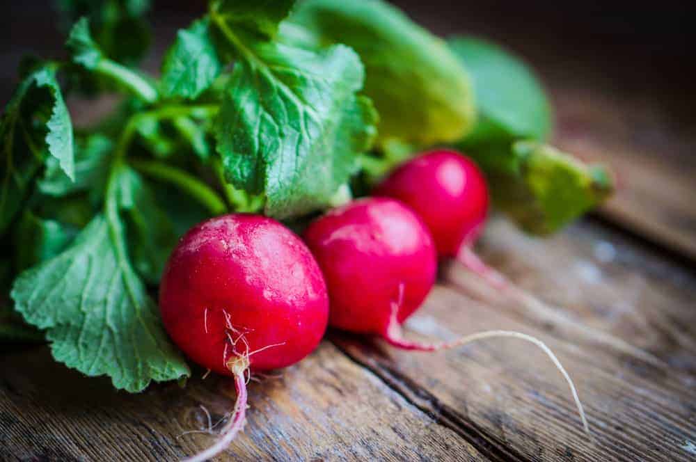 Growing Radishes In Containers | Master Growing Guides