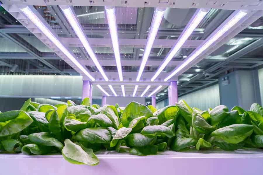 Using LED Grow Lights For Indoor Plants