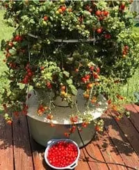 Juice Plus Tower Garden