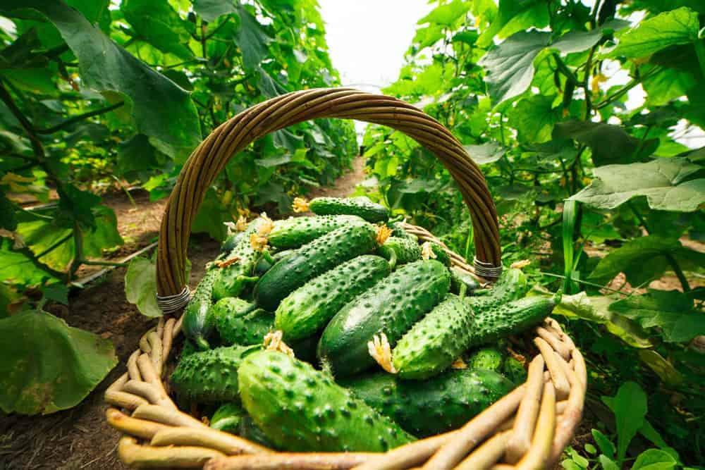 Cucumber Harvest | Know When to Pick Cucumbers