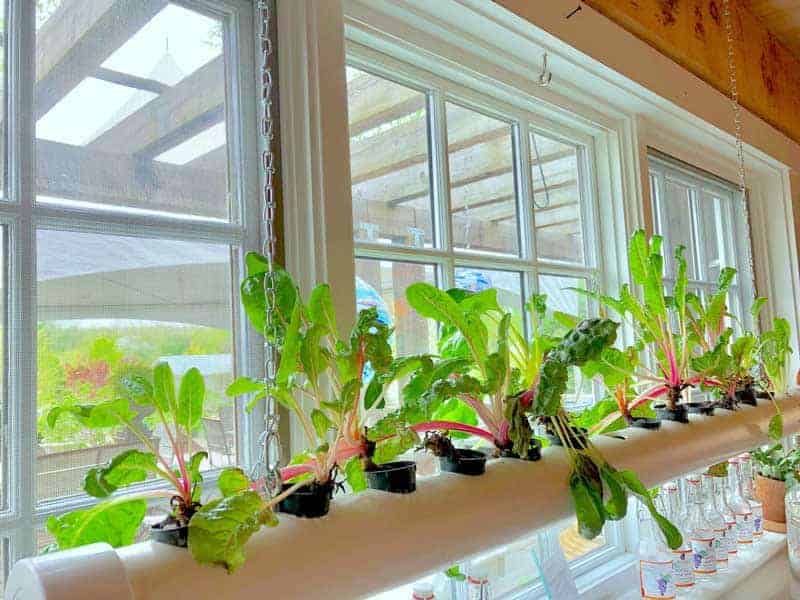 Best pH Meter for Hydroponics
