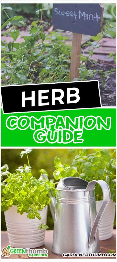 Which Herbs Do Not Go Together
