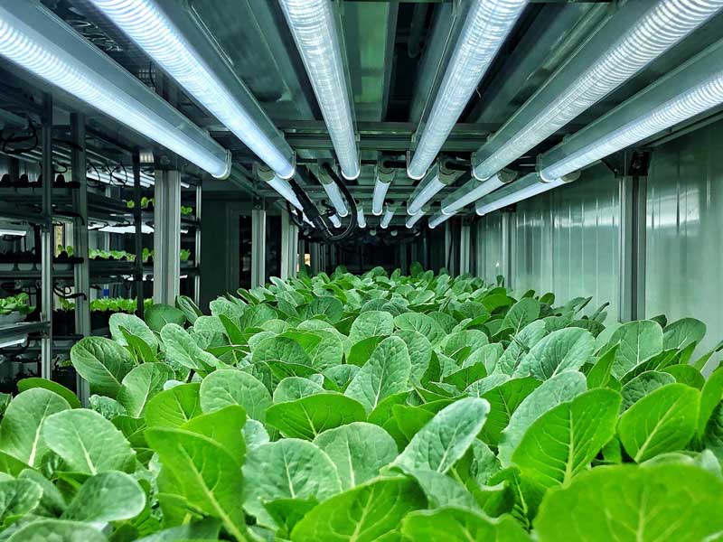 Cheapest LED Grow Lights