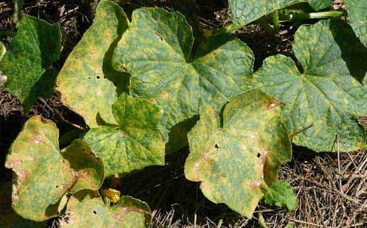 Why Are My Cucumber Leaves Turning Yellow?
