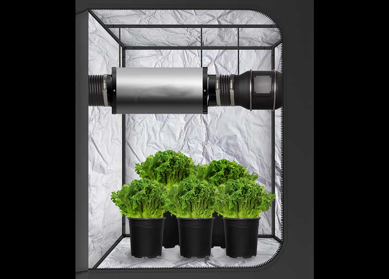 Grow Tent Ventilation Setup