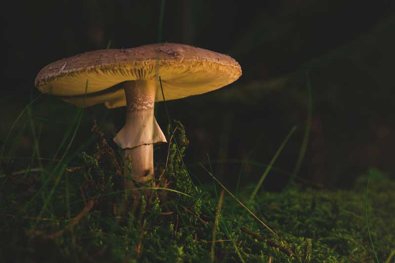 How To Grow Portobello Mushrooms The Easy Way