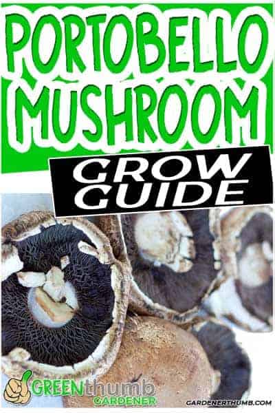 growing portobello mushrooms