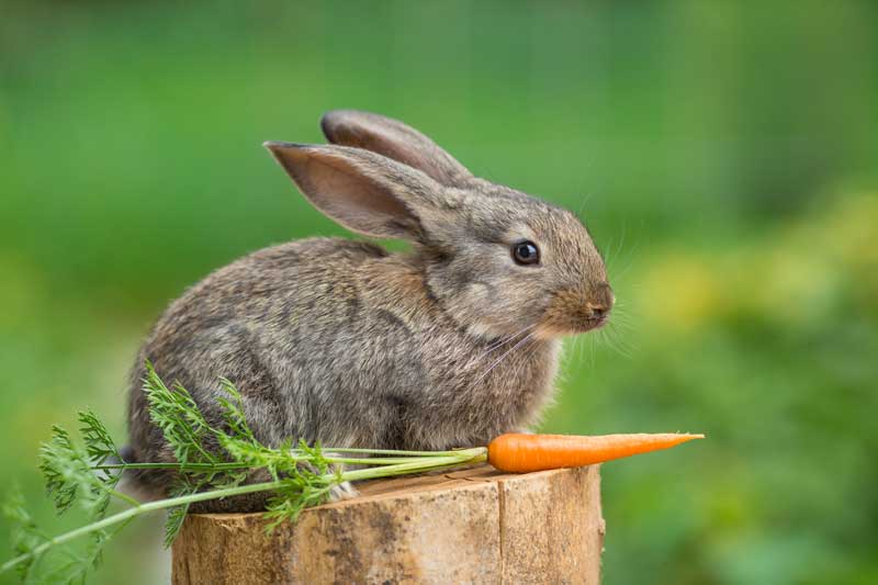 Keep Rabbits Out of Garden | 10 Tips The Natural Way