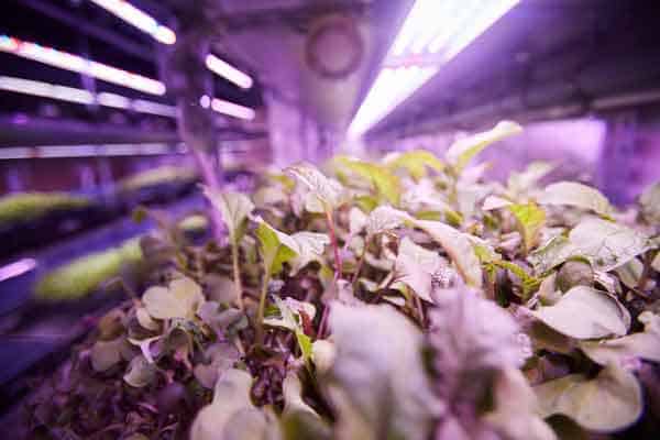 Best King LED Grow Light Review