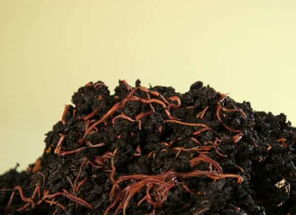Best Worms For Vegetable Garden Guide