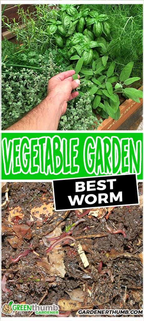 vegetable garden worms