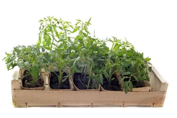 What Size Grow Bag for Tomatoes Is Best