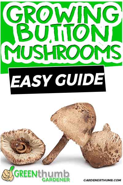 grow mushrooms