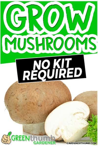 mushroom growing