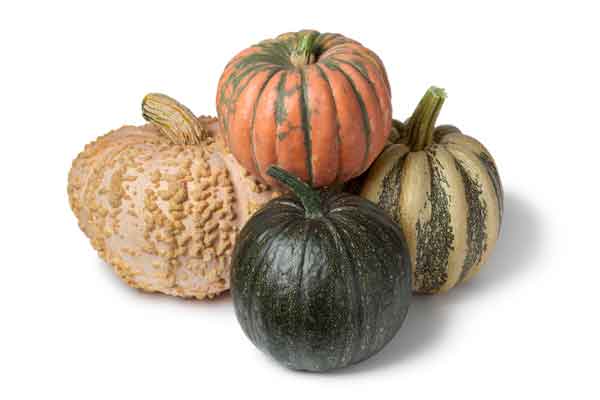 Growing Pumpkins In Raised Beds [Best Guide]