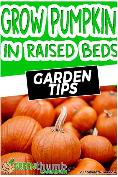 grow pumpkins