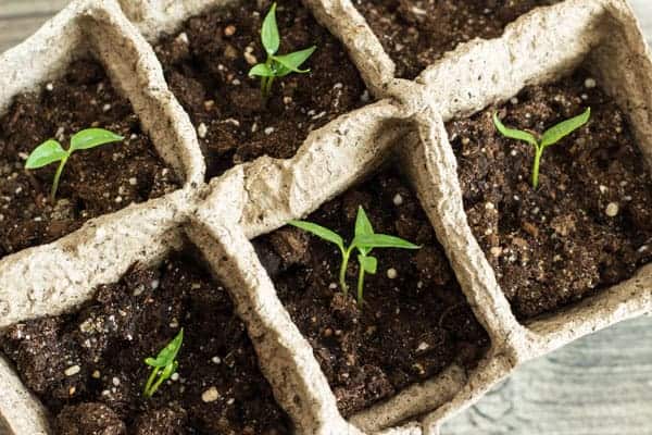 How Long For Pepper Seeds To Germinate? [Beginner Tips]