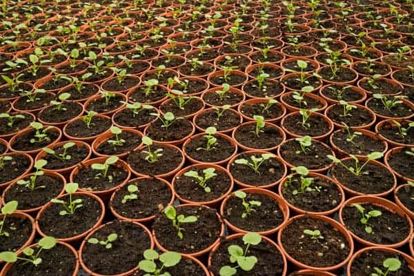 How Long For Seeds To Germinate in Soil?