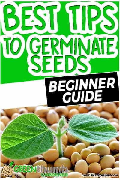 germinate seeds