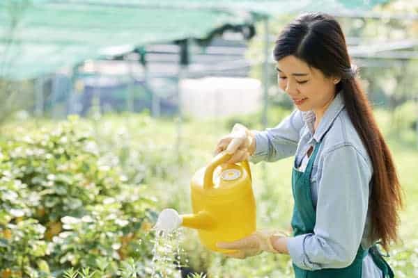 How Often To Water Your Raised Vegetable Garden?