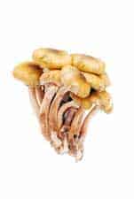 mushrooms