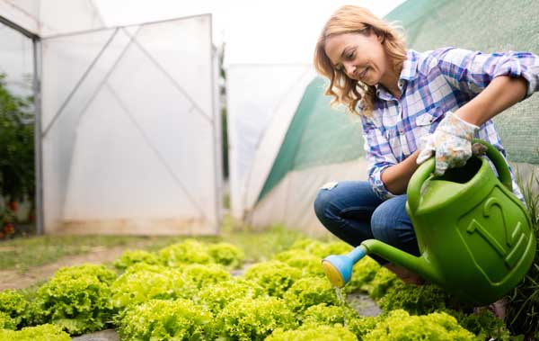 How to save Lettuce Seeds | Simple Guide to Collecting Seeds