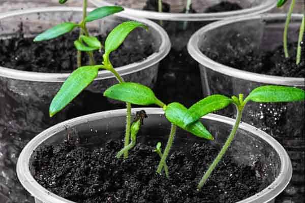 25 Easy Seeds To Grow In A Cup