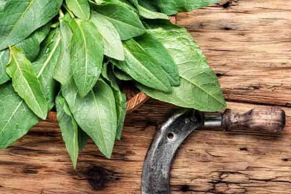 Will Spinach Grow Back After Cutting?