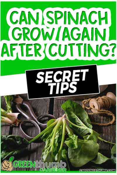 spinach growing tips