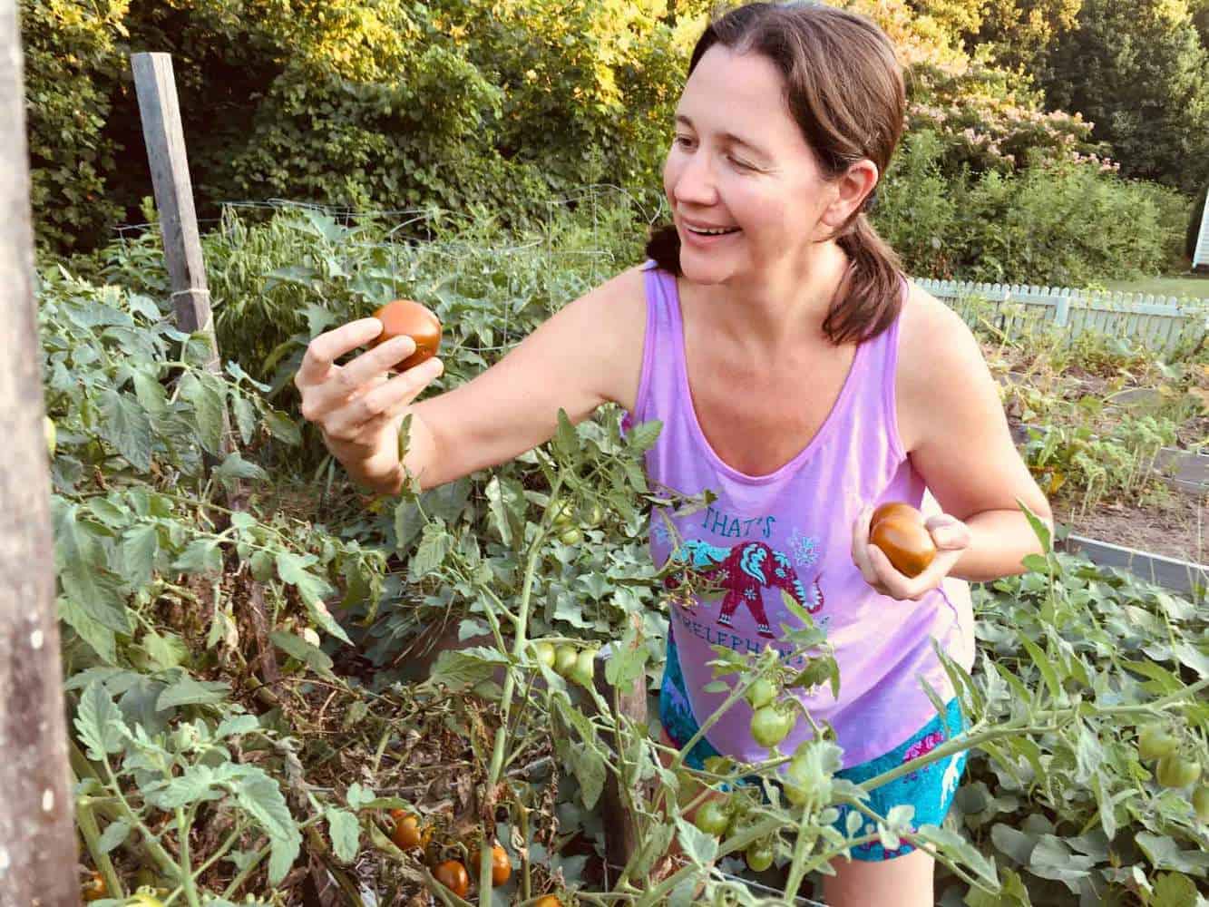 How Many Tomato Plants In A 4×4 Raised Bed?