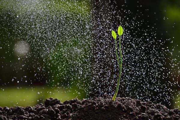 What To Do If Seeds Don’t Germinate [Expert Advice]