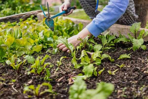 10 Best Vegetables To Grow In Raised Beds
