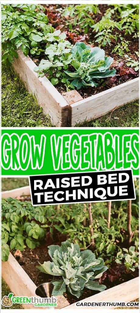 best vegetable to grow in raised bed